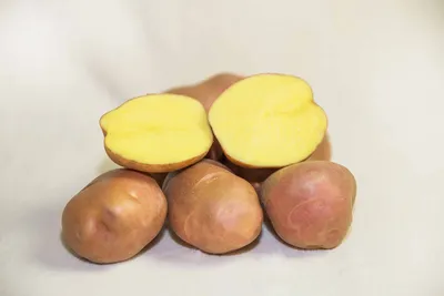 Зольский картофель». Выращивание картофеля в условиях безвирусной среды —  Журнал \"Картофельная Система\"