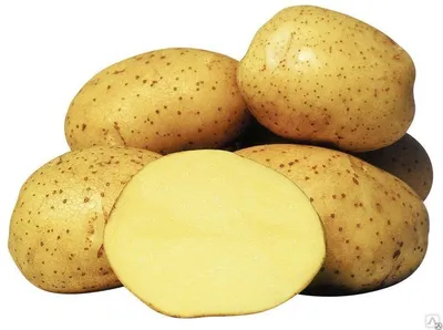 Картофель латона фото фотографии