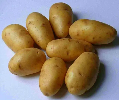 Картофель Лорх 1 кг семенной – купить в питомнике \"КСП\" с доставкой по  России