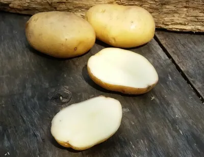 ТОП-10: лучшие сорта картофеля – описание и фото | Чудогрядка.рф | Дзен