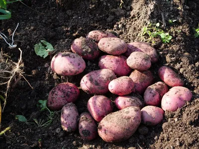 Новый сорт фиолетового картофеля для функционального питания