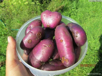 Сорт картофеля Лорх: 15+ фото, отзывы, описание, сравнение