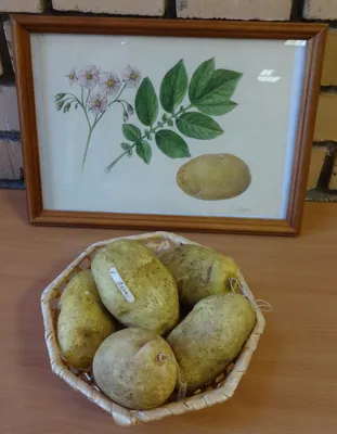 Какой картофель лучше? | JustTalks | Дзен