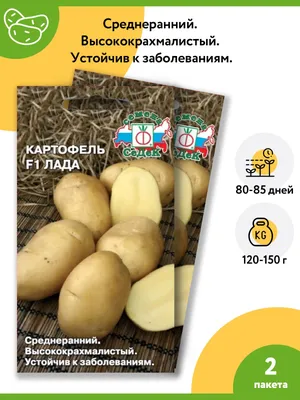Картофель лорх - 70 фото