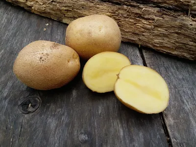 Картофель семенной Сюрприз купить с доставкой | Питомник ВАСХНиЛ