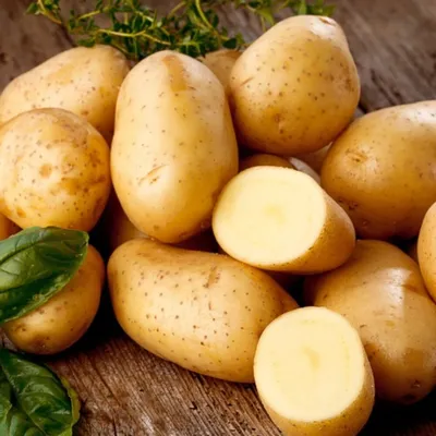 Картофель Лорх - старый, но урожайный и неприхотливый сорт