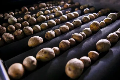Семенной картофель высоких репродукций можно приобрести в магазинах  торговой сети «Петровский» в Архангельске в 2020 году - 20 марта 2020 -  29.ru