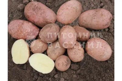 Почему картошка болеет и как ее «лечат»? | Эксперты объясняют от Роскачества