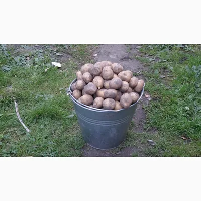 Картофель мелкий - Картофель - «Удачный»