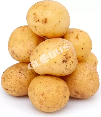 Фото к объявлению: продаю мелкий картофель.Семенной картофель Морковь —  Agro-Russia