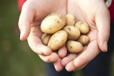 По каким причинам вы вырастили мелкий картофель | Садовод и Огородник | Дзен