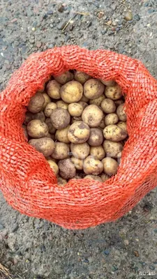 На рынках Ростова килограмм самого дешёвого молодого картофеля можно купить  за 60 рублей
