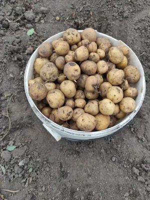 Мелкий картофель - как улучшить урожай – советы