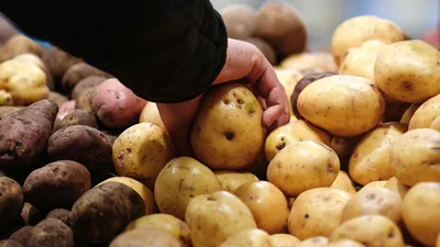 Либо мелкая, либо слишком дорогая»: почему хорошая и доступная картошка  пропадает с прилавков в Новосибирске - KP.RU
