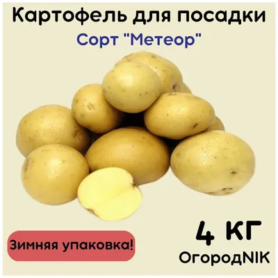 Картофель семенной \"Метеор\" — купить в интернет-магазине по низкой цене на  Яндекс Маркете