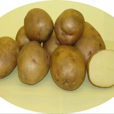 Картофель Метеор - фото урожая, цены, отзывы и особенности выращивания