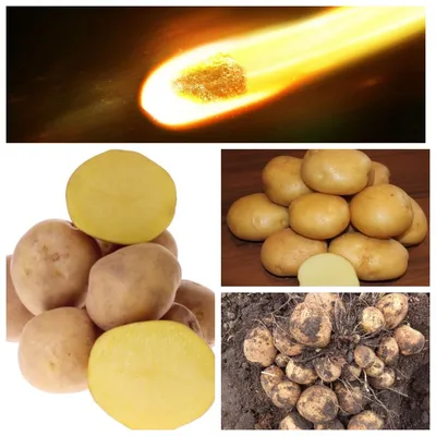 Картофель семенной 2кг Метеор ультро ранний купить с доставкой в МЕГАСТРОЙ  Чебоксары