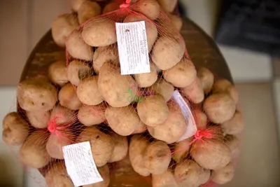 Картофель Лорх 1 кг семенной – купить в питомнике \"КСП\" с доставкой по  России