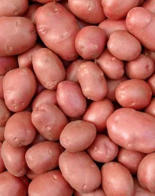 Картофель семенной Метеор Суперэлита (1 кг) - купить в Нижнем Новгороде |  Интернет-магазин \"Хобби Сад\"