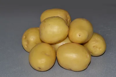 Новый гибрид картофеля проходит испытания в Чувашской Республике | СЕЛЬСКОЕ  ХОЗЯЙСТВО | АиФ Чебоксары