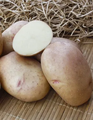 Агрофирма «Слава картофелю». Выращивание семенного и продовольственного  картофеля
