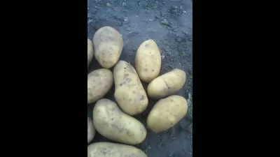 Купить Семенной картофель класса элита Лукьяновский 2 кг (+-5%) за 200 руб.  почтой | «Сад-Эксперт» – Семенной картофель