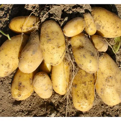 Семеноводству картофеля – инновационный путь развития • APK-news.ru