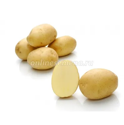 Картофель семенной Картофель семенной в Абакане