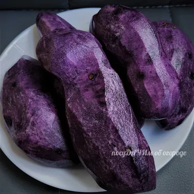 Какая на вкус фиолетовая картошка и стоит ли ее сажать. А главное, по  карману ли такие семена | посуДАЧИм об огороде | Дзен
