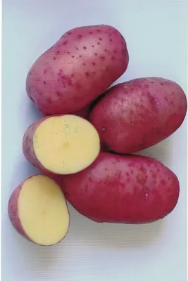 Фиолетовый картофель: лечебные и полезные свойства