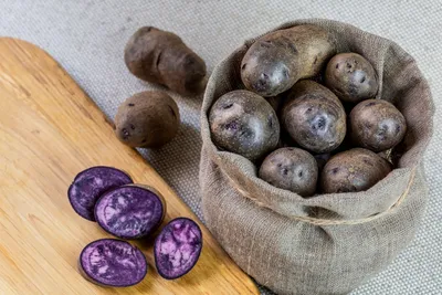 Фиолетовый картофель — преимущества и недостатки по сравнению с  традиционным. Особенности выращивания и приготовления. Фото — Ботаничка