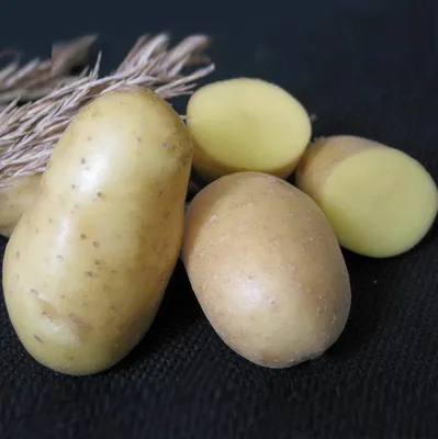 Семенной картофель Сингаевка - купить в Украине — интернет-магазин СолнцеСад