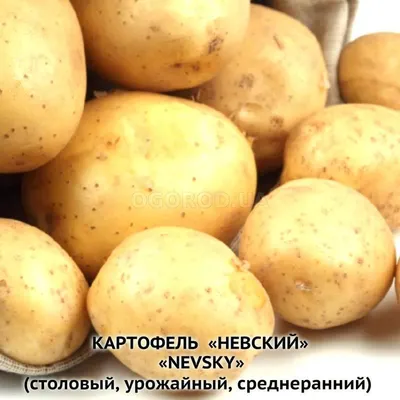 На выставке «Картофель-2021» покупателям будет представлено 32 сорта  семенного картофеля | Канашский муниципальный округ Чувашской Республики
