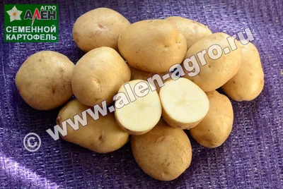 Клубни картофеля «Невский», ТМ «ЧерниговЭлитКартофель» - 0,5 кг купить  недорого в интернет-магазине семян OGOROD.ua