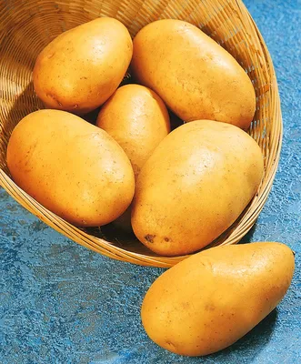 Вкусный, урожайный и хорошо хранится: какой сорт картофеля я считаю лучшим