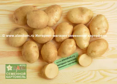 Невский - картофель. Характеристики и отзывы