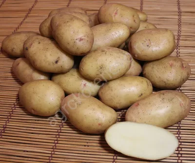 Сорт картофеля Невский - ранний урожайный, неприхотливый | Антонов сад -  дача и огород | Дзен