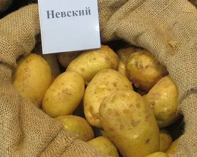 Картофель Невский Сетка 2,5 кг – Иван-и-Марья интернет-магазин для  садоводов с доставкой по всей России.