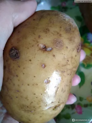 Картофель Семенной Удача – купить семенной картофель в интернет-магазине  Лафа с доставкой по Москве, Московской области и России