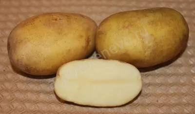 Семенной картофель Удача, ранний сорт, цена 400 руб за упаковку 5 кг,  посадочные клубни Элита