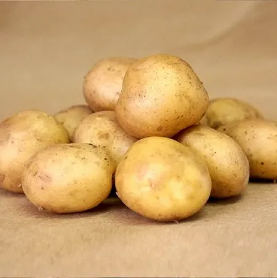 Картофель Аустин (Austin) | Сорта картофеля