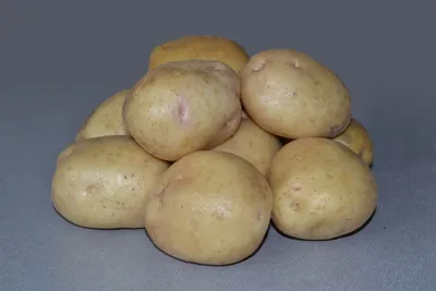 Семенной картофель «Невский»