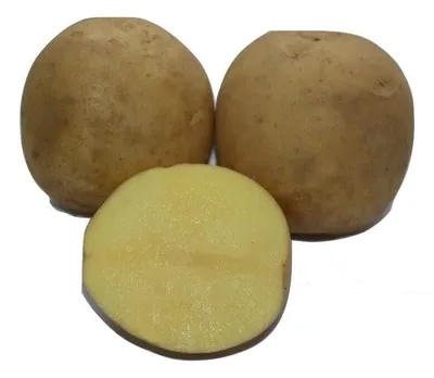 Семена картофеля Юлия купить в Могилеве