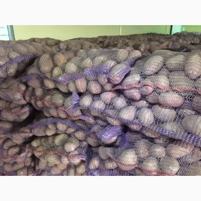 Продам картофель красный сорт Палац, Киевская обл — Agro-Ukraine