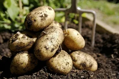 Белорусский картофель высадят в питомниках Приморья