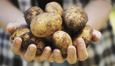 Белорусский картофель испытают муссонным климатом Приморья — Журнал  \"Картофельная Система\"