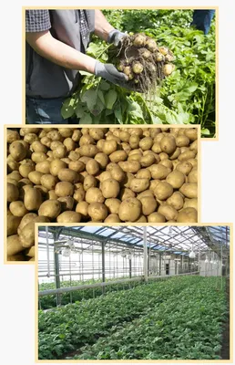 Семена картофеля Ривьера купить в Могилеве