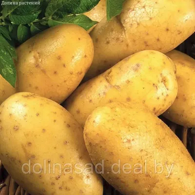 Какой сорт картофеля самый вкусный? Читайте как прошла дегустация в Тулово