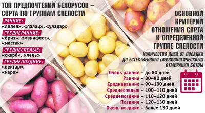 Белорусская картошка: сколько стоит, какой сорт самый вкусный, в какие  страны экспортируют + необычные рецепты