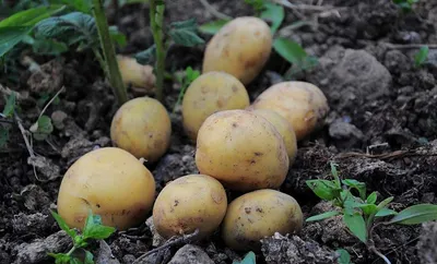 ГлавАгроном - В Приморье планируют выращивать белорусский картофель